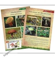 Навчальний посібник Гриби їстівні та отруйні 11 двосторонніх ламінованих карток Ранок 22 вида - Оформлення предметних кабінетів