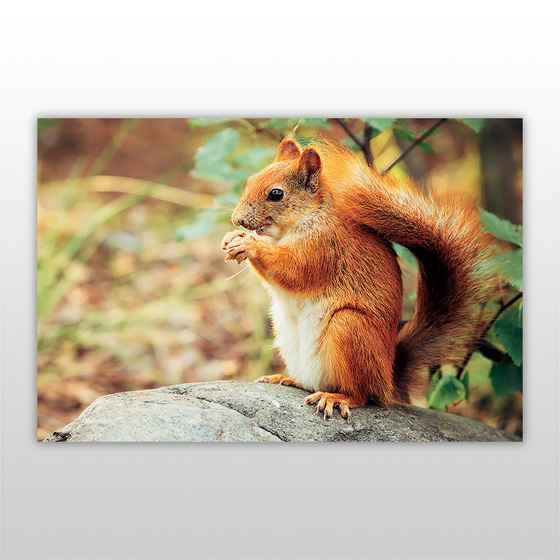 Мини-пазл 54 элемента Грызуны Белка Бумагия - фото 2