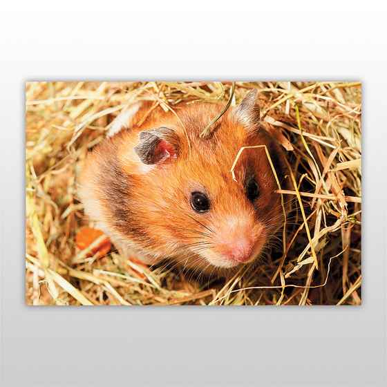 Мини-пазл 54 элемента Грызуны Хомяк Бумагия - фото 3