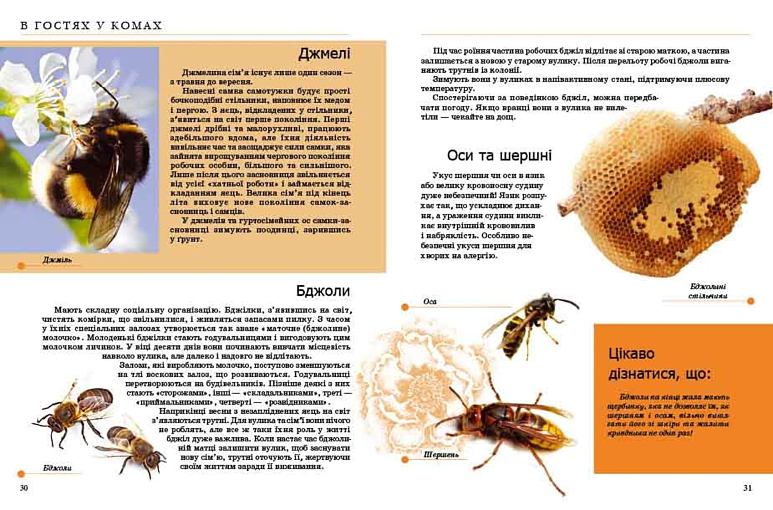 Комахи та інші Енцилопедія для допитливих Жабська Т. Талант - фото 3