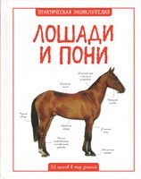 Лошади и пони