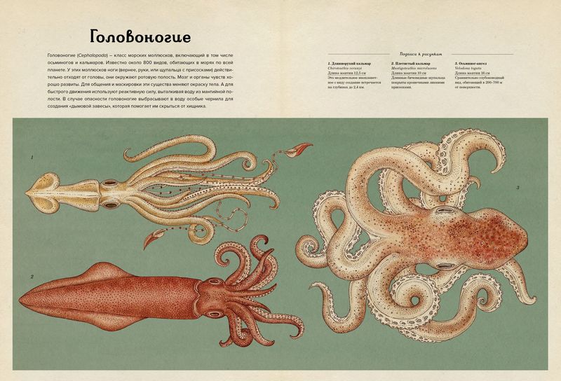 Анималиум - фото 2