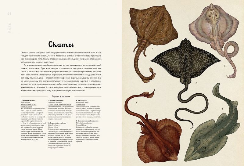 Анималиум - фото 4