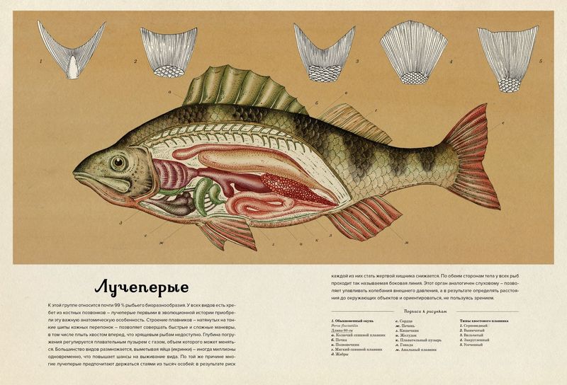 Анималиум - фото 5