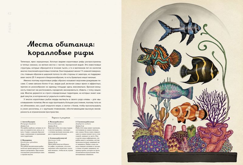 Анималиум - фото 6