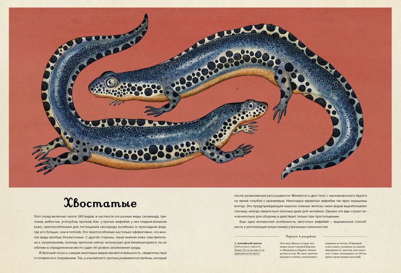 Анималиум - фото 7