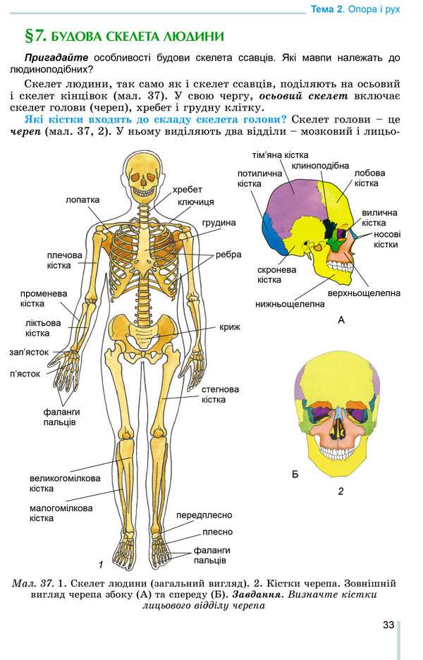 Підручник Біологія 8 клас Програма 2021 Авт: Матяш Н. Остапченко Л. Пасічніченко О. Балан П. Вид-во: Генеза - фото 4