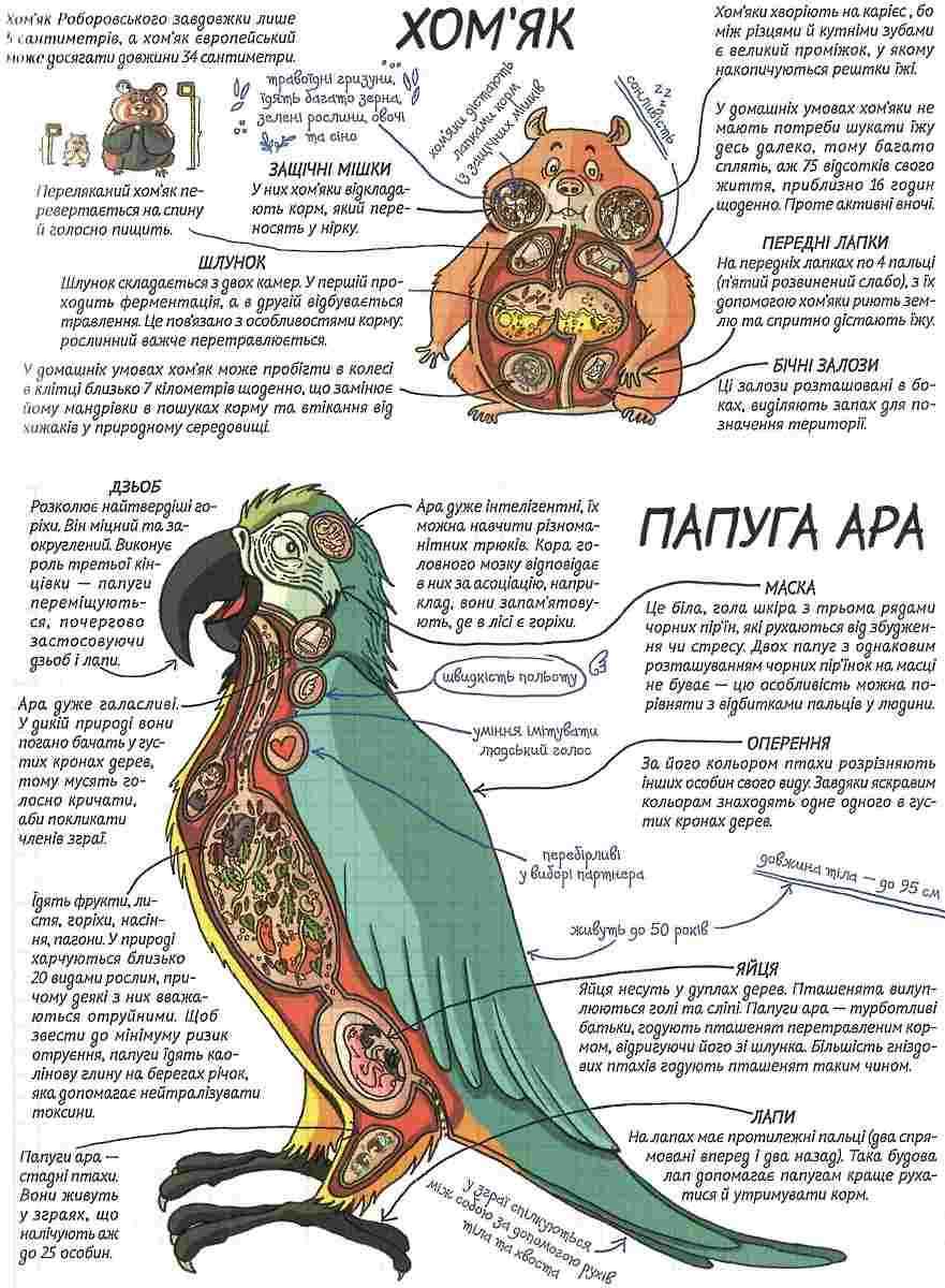 Тварини Як це працює Нікола Кухарська Школа - фото 3