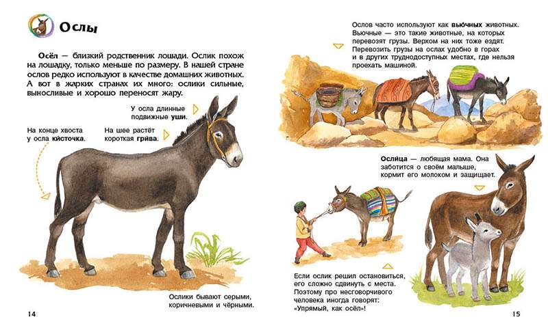 Энциклопедия дошкольника Домашние животные Каспарова Ю. Ранок - фото 2
