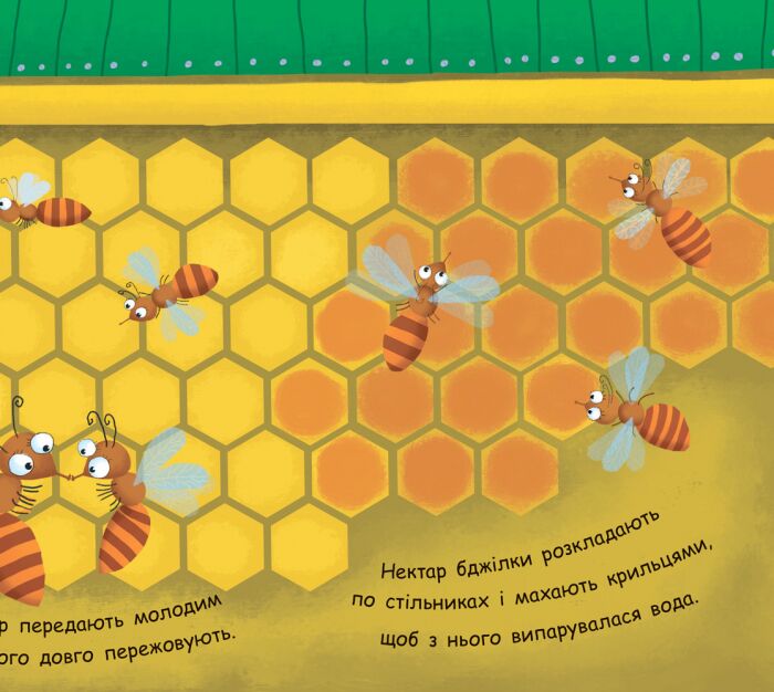 Як утворюється мед? - фото 6
