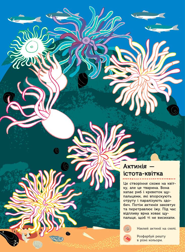 На березі моря Моя книга природи Косно Олівія Ранок - фото 4