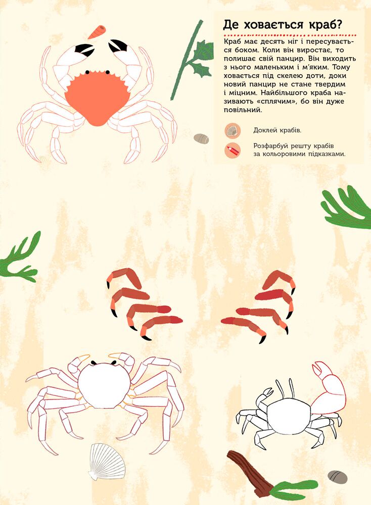 На березі моря Моя книга природи Косно Олівія Ранок - фото 5