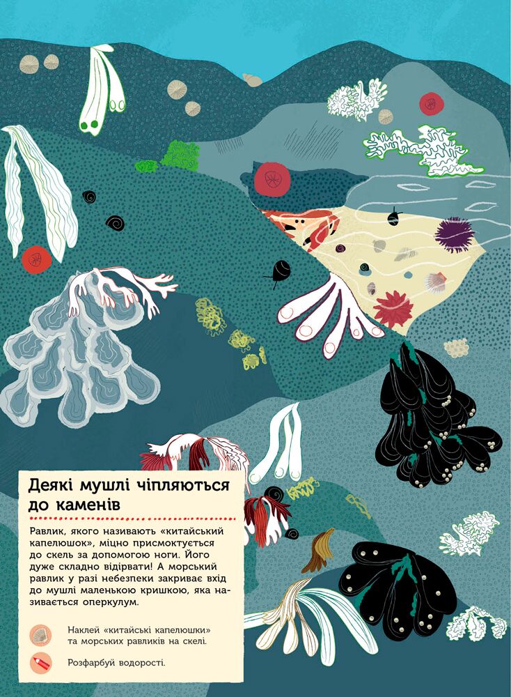 На березі моря Моя книга природи Косно Олівія Ранок - фото 6