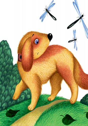 Сірко - фото 6