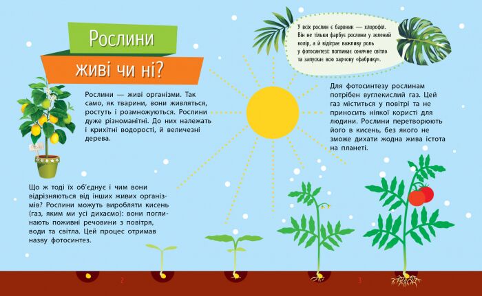 Рослини - фото 3