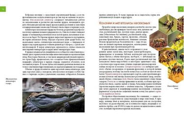 Животные - изобретатели и строители - фото 3