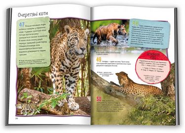 100 фактів про великих котів - фото 3