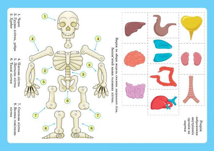 Валеологія для дошкільників Для всіх вікових груп Методичка Наочні матеріали Сучасна дошкільна освіта Яковенко Л. Бойко О. Ранок - фото 3