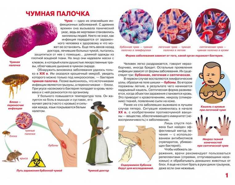 Большая книга Бактерии Мир вокруг нас Кристал Бук - фото 2