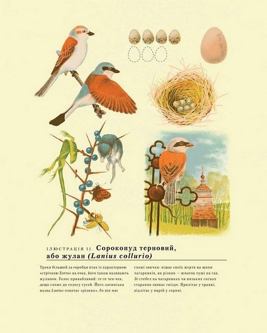 Літо в Бескидах - фото 5