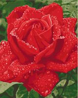 Набір для розпису по номерах. "Ніжність троянди" 40х50см - Набори для розмальовування