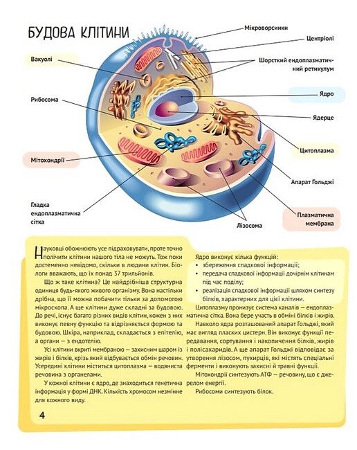 Дитяча ілюстрована енциклопедія. Тіло людини - фото 3