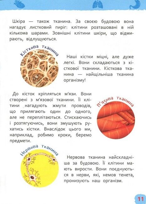 Тіло людини. Моя перша енциклопедія - фото 5