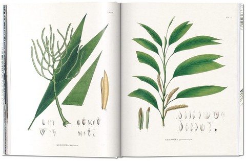 Martius. The Book of Palms - фото 4