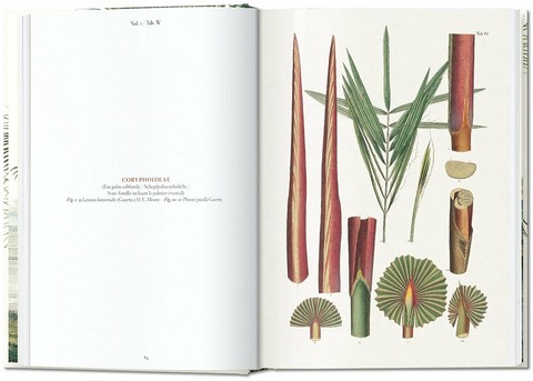 Martius. The Book of Palms. 40th Ed. - фото 4