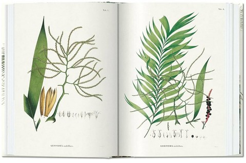 Martius. The Book of Palms. 40th Ed. - фото 5