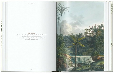 Martius. The Book of Palms. 40th Ed. - фото 6