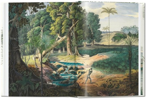 Martius. The Book of Palms. 40th Ed. - фото 8