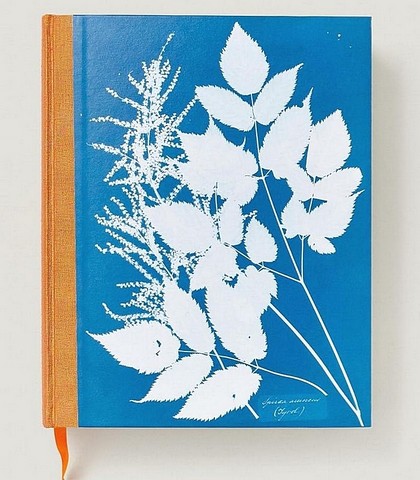 Anna Atkins. Cyanotypes - фото 3