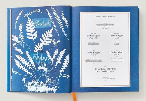 Anna Atkins. Cyanotypes - фото 6