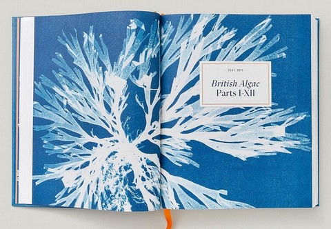Anna Atkins. Cyanotypes - фото 8