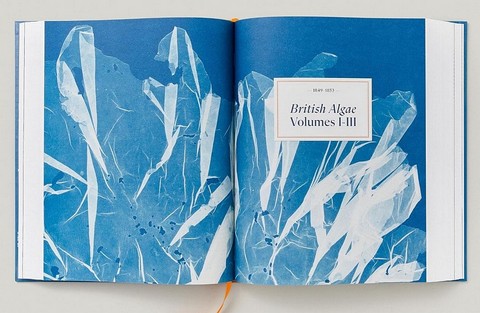 Anna Atkins. Cyanotypes - фото 9