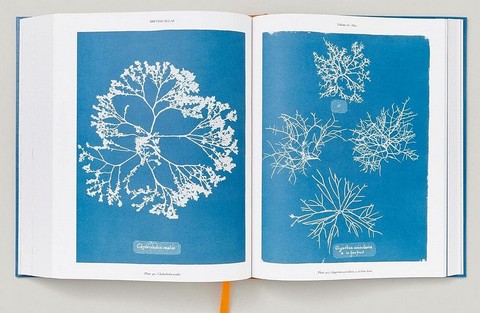 Anna Atkins. Cyanotypes - фото 10