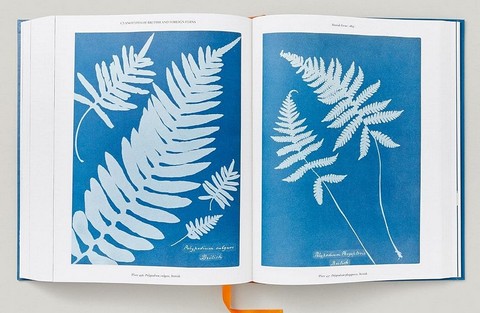 Anna Atkins. Cyanotypes - фото 11