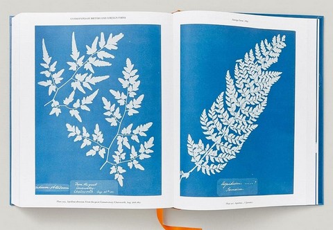 Anna Atkins. Cyanotypes - фото 12