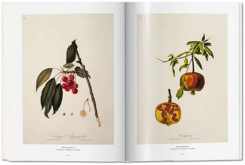 A Garden Eden. Masterpieces of Botanical Illustration - фото 7