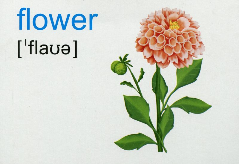 English flashcards Nature / Природа Комплект флеш-карток з англійської мови НУШ Вознюк Л. Підручники і посібники - фото 2