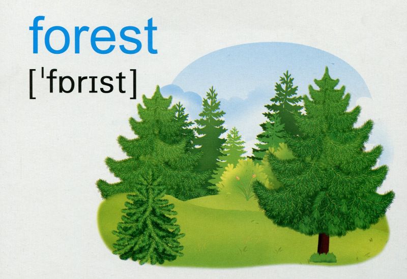 English flashcards Nature / Природа Комплект флеш-карток з англійської мови НУШ Вознюк Л. Підручники і посібники - фото 3
