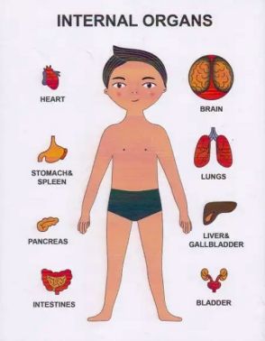 Пазли навчальні Internal Organs Strateg (30349)