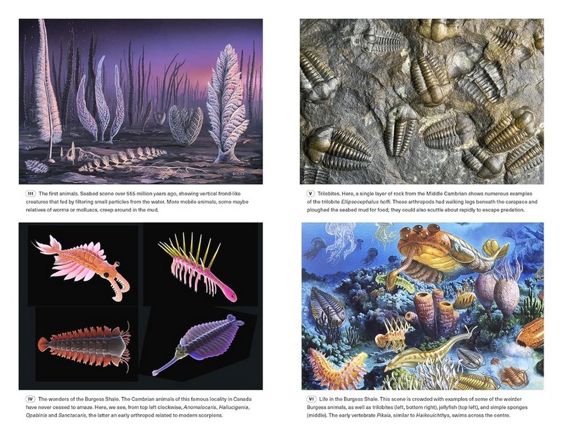 Extinctions. How Life Survives, Adapts and Evolves - фото 7