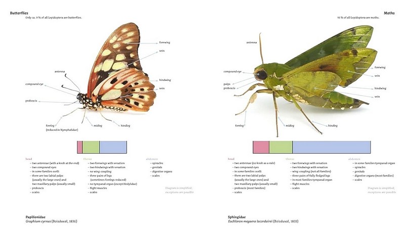 Magic Eyes of Masoala. The Colourful Lepidoptera of Madagascar Rainforests - фото 2
