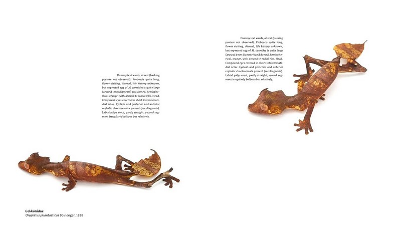 Magic Eyes of Masoala. The Colourful Lepidoptera of Madagascar Rainforests - фото 4