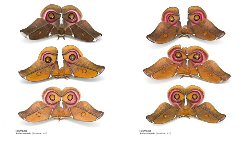 Magic Eyes of Masoala. The Colourful Lepidoptera of Madagascar Rainforests - фото 5