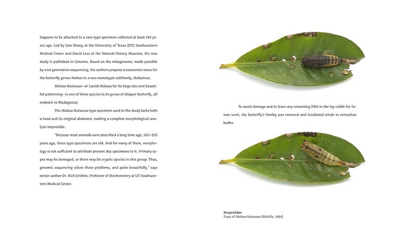 Magic Eyes of Masoala. The Colourful Lepidoptera of Madagascar Rainforests - фото 8