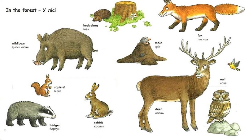 My First English Words Animals / Тварини Авт: Мірко Бюлер Вид-во: Методика Паблішинг - фото 3